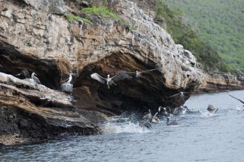 galapagos birds