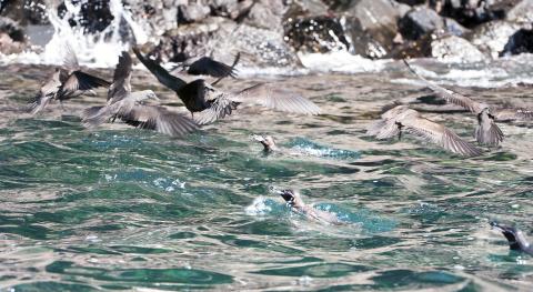 penguins-and-noddies-feeding-frenzy