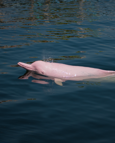 pink river dolphin