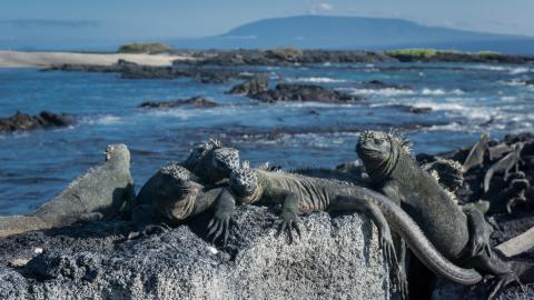 punta-espinoza-isla-fernandina-iguanas