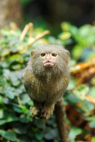 Peruvian Amazon