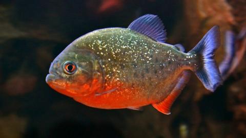 red belly piranha