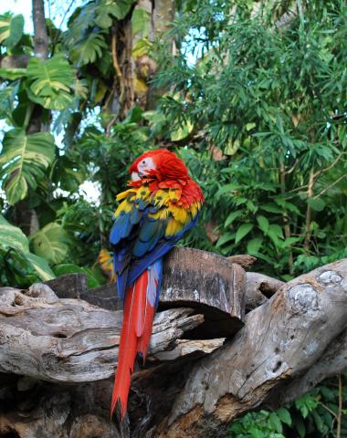 scarlet-macaw-parrot-on-log