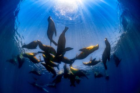 sea lion