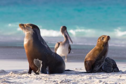 sea-lion-with-pelicans-seaside