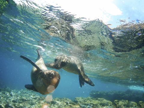 sealions-frolicking-san-cristobal-island