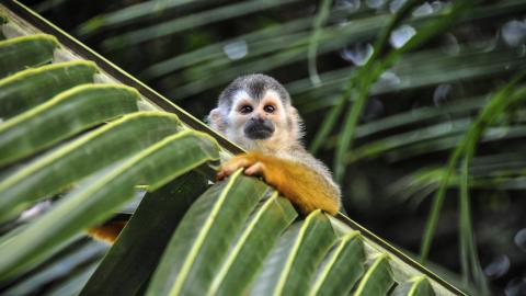 squirrel-monkey-hanging-palm-leaf