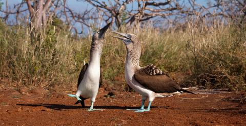 two-blue-footed-booby-bird-mating-ritual