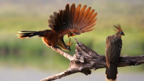 two-hoatzin-birds-wings-flight