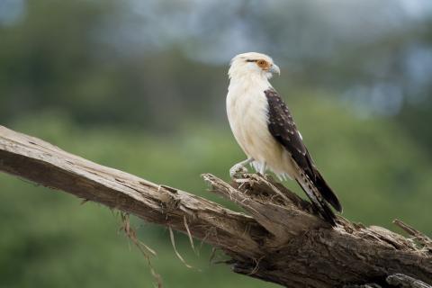 yellow-headed-caracara-perched