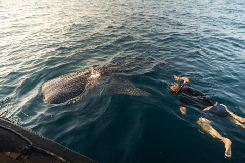 aqua blu swimming with whale sharks