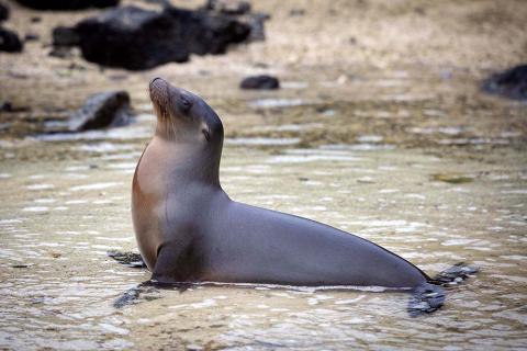 aqua mare sealion