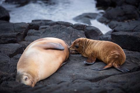 Aqua Mare_Sealion