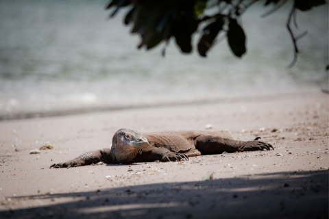 komodo dragon