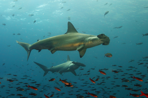 hammerhead sharks