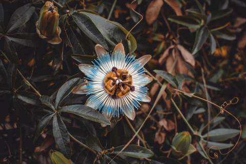 passionflower