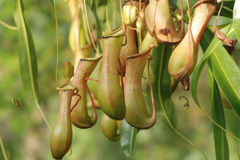 pitcher plant