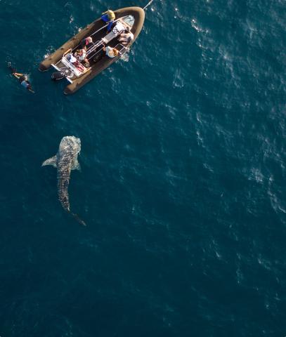 Swimming with Whalesharks