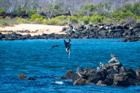 Galapagos