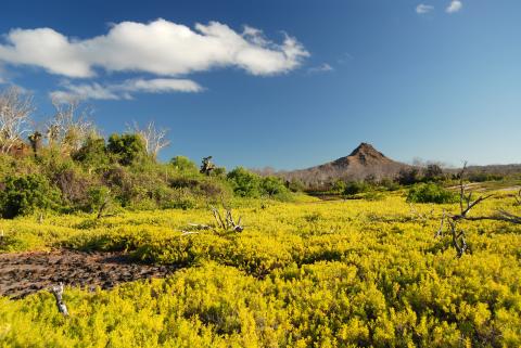 Cerro Dragon