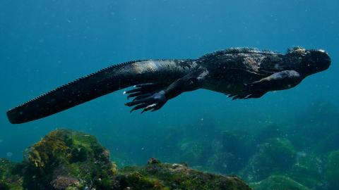 closeup-marine-iguana-swimming-undersea