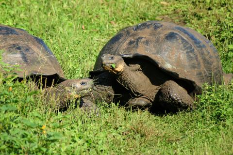 Free Living Giant Tortoises