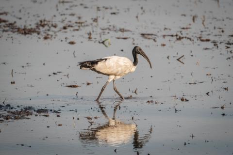 tonle sap bird