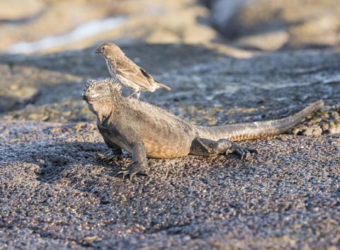A Marine Iguana with his friend