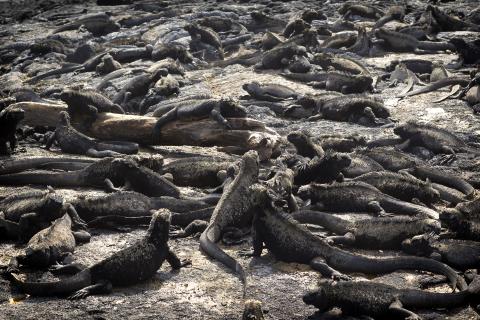 mess-of-marine-iguanas-fernandina-island