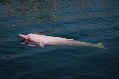 pink dolphin
