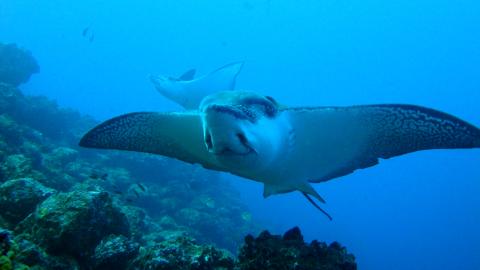 reef-ray-underwater