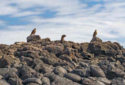two-hawks-hunting-sea-lion-espanola-island