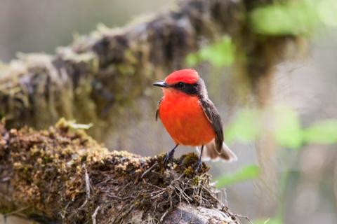 Vermillion Flycatcher
