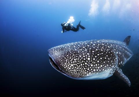 aqua mare whale shark