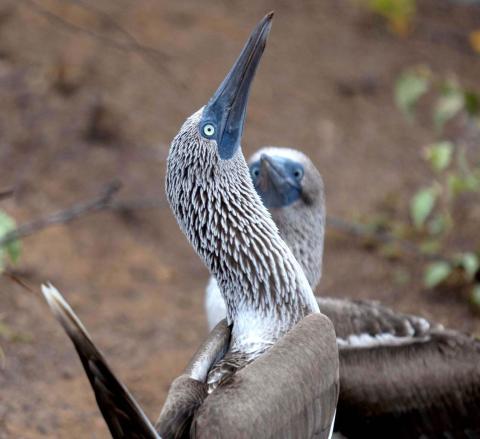 Aqua Mare_Blue footed boobies_02_Mobile