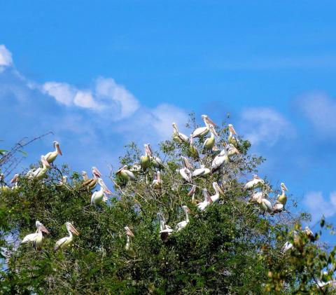 Spot-billed Pelicans