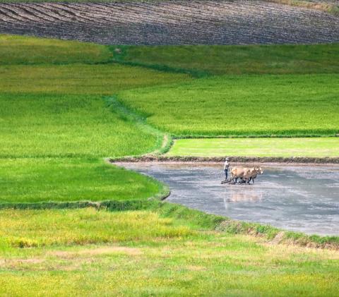 Rice Paddies