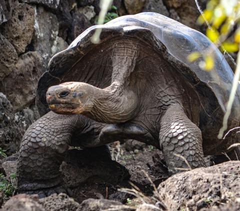 Galapagos Giant Tortoise