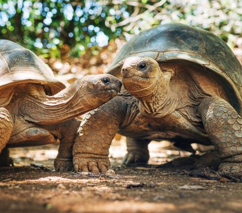 Seychelles Giant Tortoises