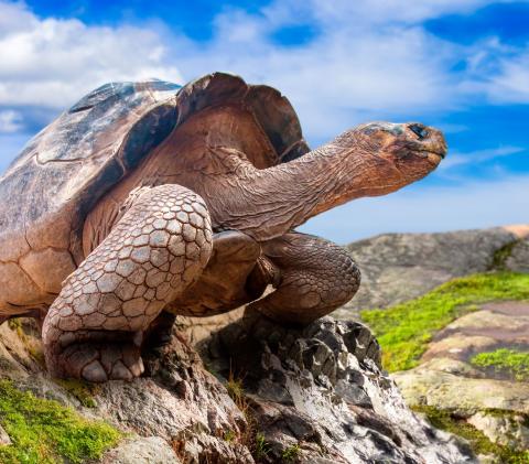 Galapagos Giant Tortoise
