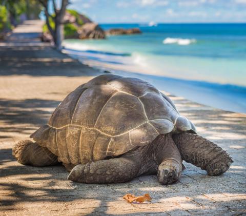 Seychelles Giant Tortoise