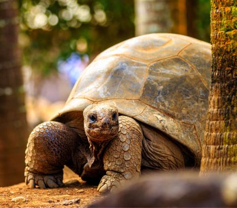 Seychelles Giant Tortoise