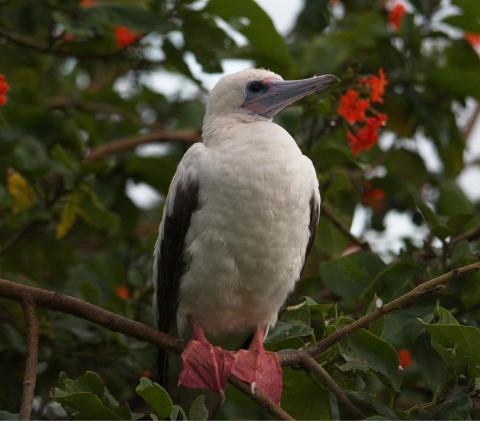 Red-footed Booby