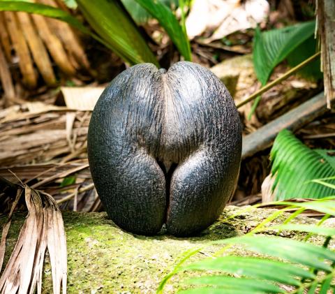 Coco de Mer Seed