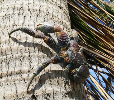 Coconut Crab