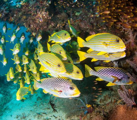 Raja Ampat Reef Fish