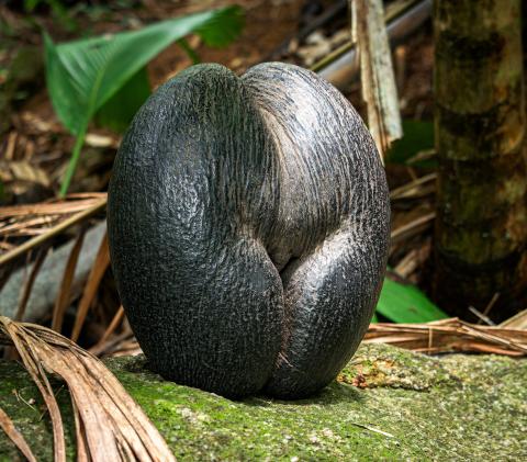 Coco de Mer