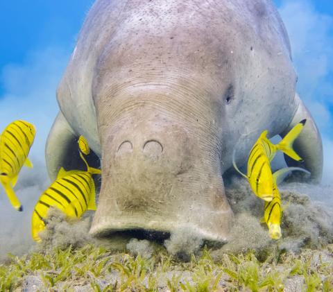 Dugong