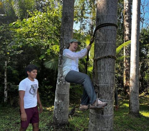 Aguaje Palm Tree Climbing