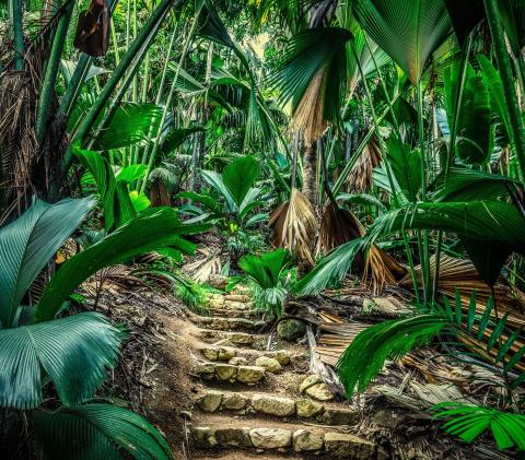 Vallee de Mai